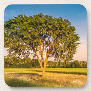 Posavasos fotografía de un árbol en unos campos