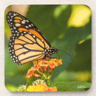 Posavasos fotografía de una mariposa