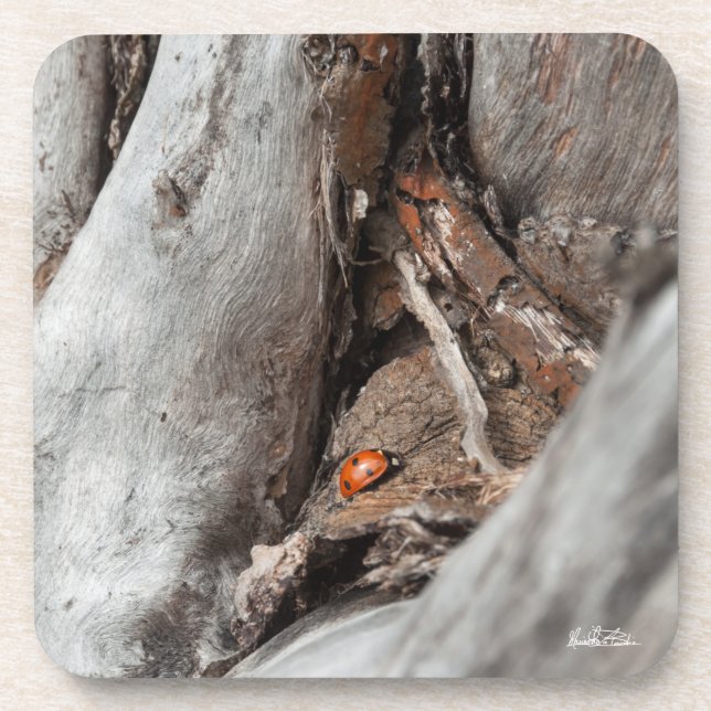 Posavasos fotografía de una mariquita (Frente)