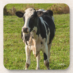 Posavasos fotografía de vaca