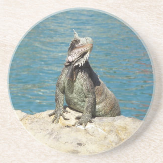 Posavasos Fotografía de vida salvaje tropical de Iguana