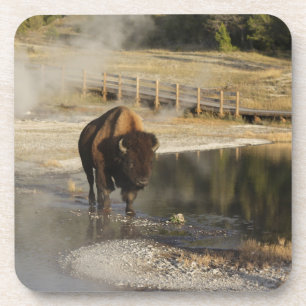Posavasos Fotografía de vida silvestre Bison Yellowstone