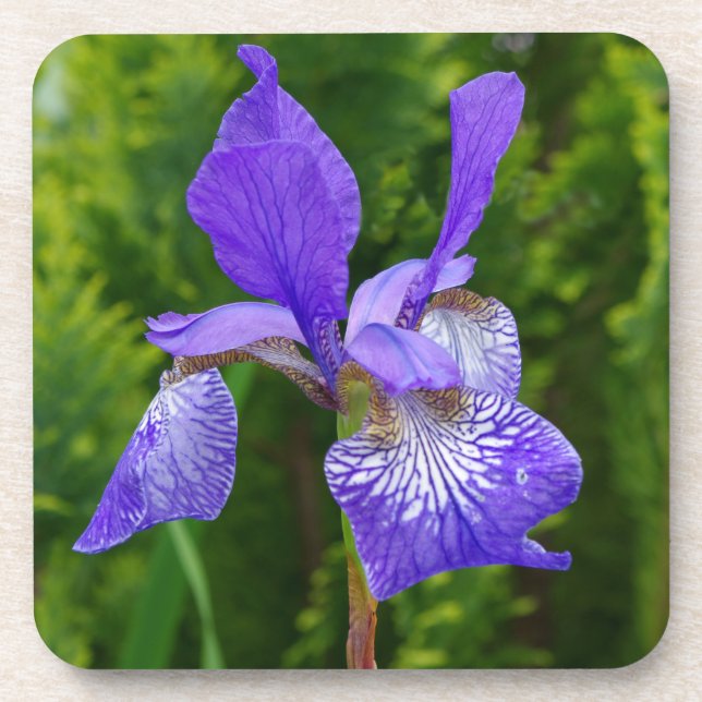 Posavasos Fotografía floral de Iris sybirica (Frente)