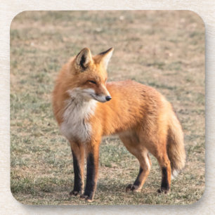 Posavasos Fox rojo en un campo
