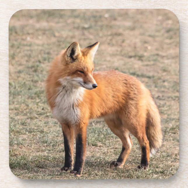 Posavasos Fox rojo en un campo (Frente)