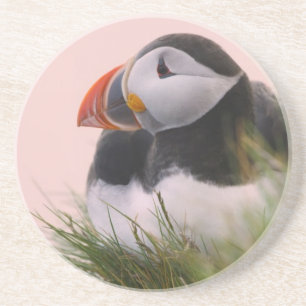 Posavasos Frailecillo atlántico (Fratercula arctica)