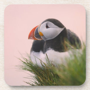 Posavasos Frailecillo atlántico (Fratercula arctica)