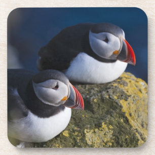 Posavasos Frailecillo atlántico (Fratercula arctica) 7