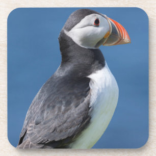 Posavasos Frailecillo Atlántico (Fratercula Arctica) En Acan