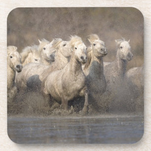 Posavasos Francia, Provenza. Caballos blancos de Camargue co