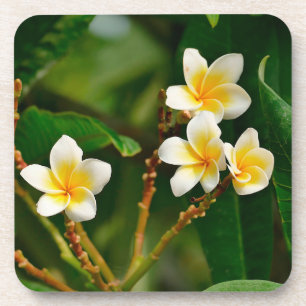 Posavasos Frangipani amarillo