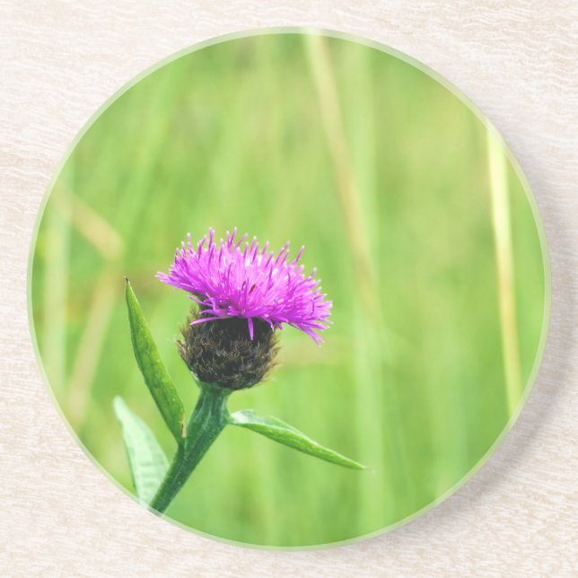 Posavasos Frecuentes Knapweed (Frente)