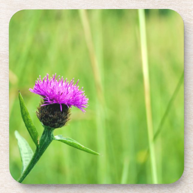 Posavasos Frecuentes Knapweed (Frente)