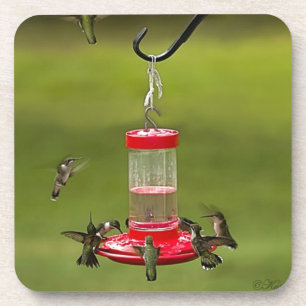Posavasos Frenesí de alimentación del colibrí Throated de