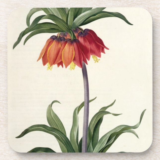 Posavasos Fritillaria Imperialis de, "Les Lilacees", 1802- (Frente)
