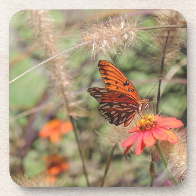 Posavasos Fritillary en el Golfo de Zambia (Frente)