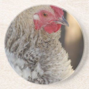 Posavasos Frizzle Rooster