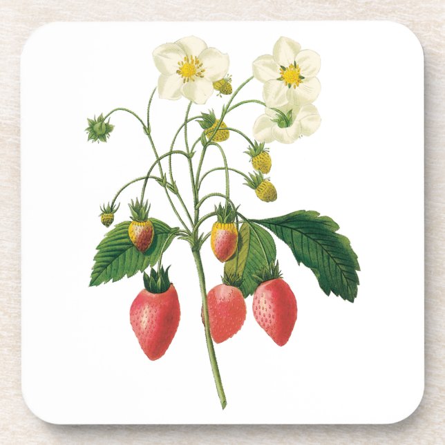 Posavasos Fruta de época Berries Alimentos Fresas de Redoute (Frente)