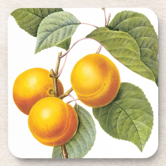 Posavasos Fruta de la comida de la cosecha, Apricot Peach by (Frente)