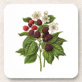 Posavasos Frutos: Blackberry A014 -