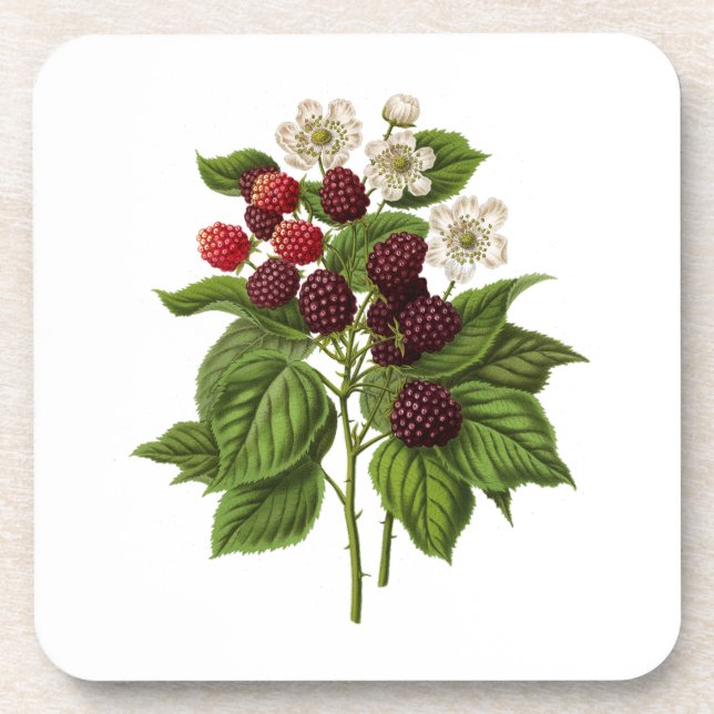 Posavasos Frutos: Blackberry A014 - (Frente)