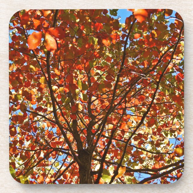 Posavasos Fuegos artificiales de las hojas de otoño (Frente)