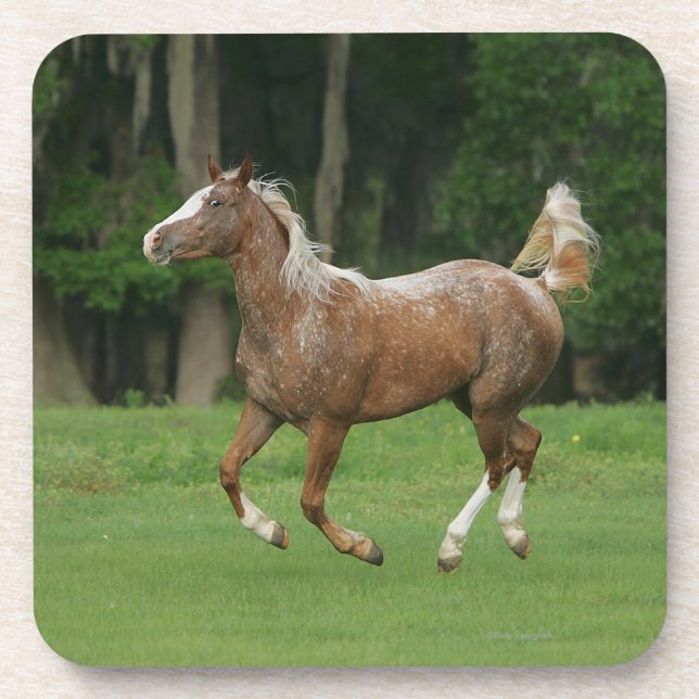 Posavasos Funcionamiento del caballo del Appaloosa (Frente)