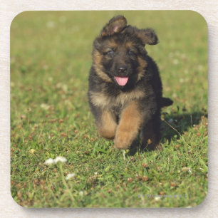Posavasos Funcionamiento del perrito