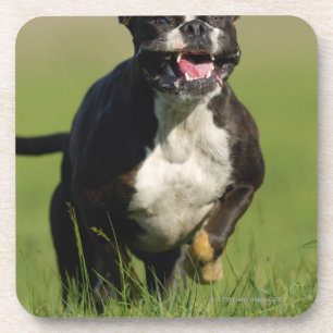 Posavasos Funcionamiento del perro