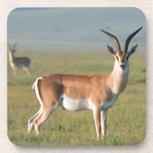 Posavasos Gacela de Grant, Cráter de Ngorongoro, Ngorongoro