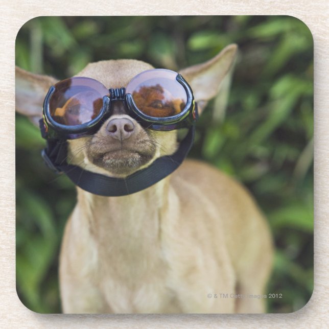 Posavasos Gafas que llevan de la chihuahua (Frente)