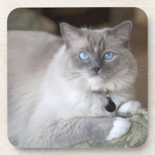 Posavasos Gata Ragdoll hembra