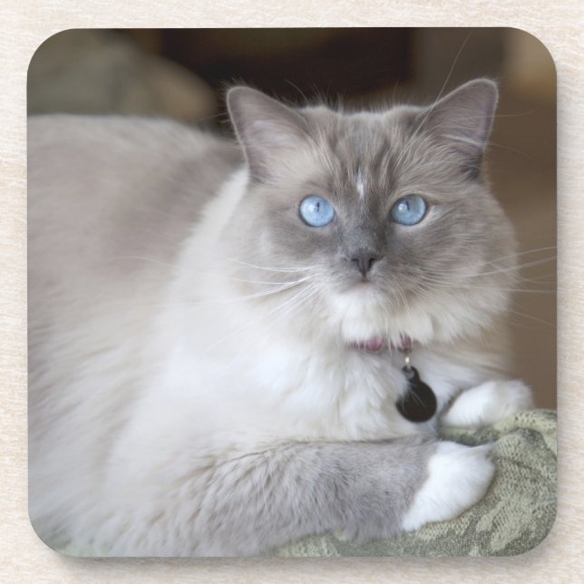 Posavasos Gata Ragdoll hembra (Frente)