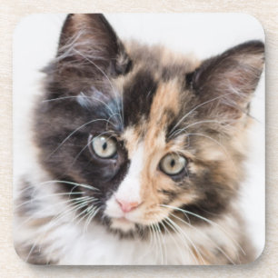 Posavasos Gatito adorable del calicó