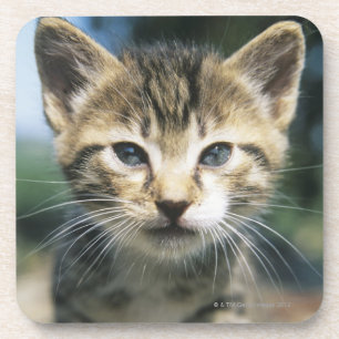 Posavasos Gatito al aire libre