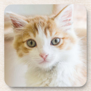 Posavasos Gatito anaranjado y blanco