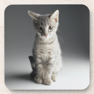 Posavasos Gatito azul del Tabby