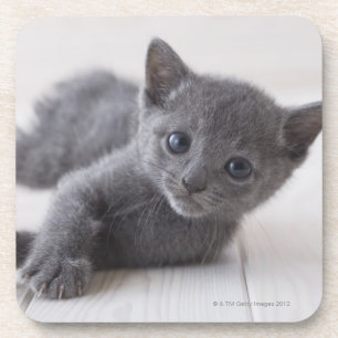 Posavasos Gatito azul ruso