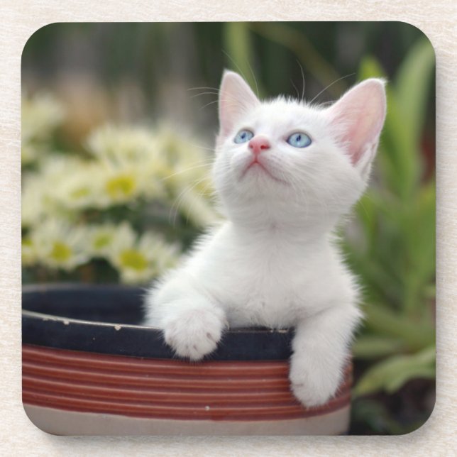 Posavasos Gatito blanco turco (Frente)