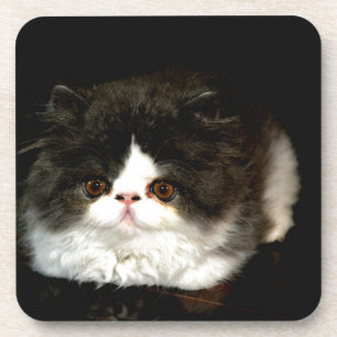 Posavasos Gatito blanco y negro