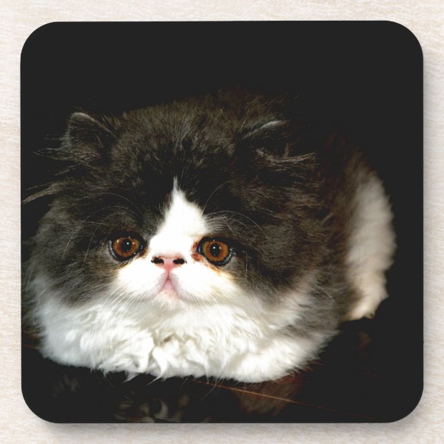 Posavasos Gatito blanco y negro (Frente)