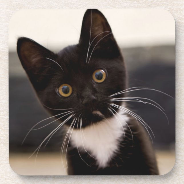 Posavasos Gatito blanco y negro lindo del smoking (Frente)