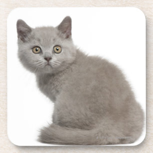 Posavasos Gatito británico de Shorthair (10 semanas de