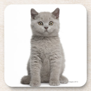 Posavasos Gatito británico de Shorthair (10 semanas de