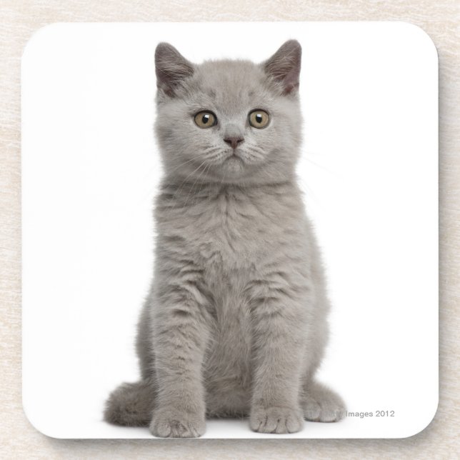 Posavasos Gatito británico de Shorthair (10 semanas de (Frente)
