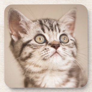 Posavasos Gatito británico gris lindo del pelo corto (Tabby