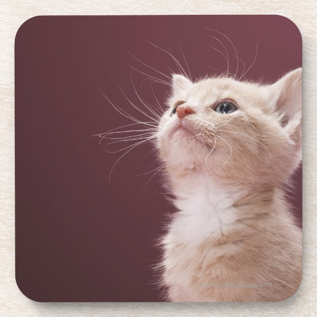 Posavasos Gatito con las barbas (Frente)