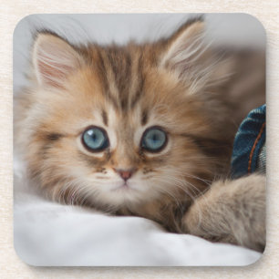 Posavasos Gatito con los ojos azules