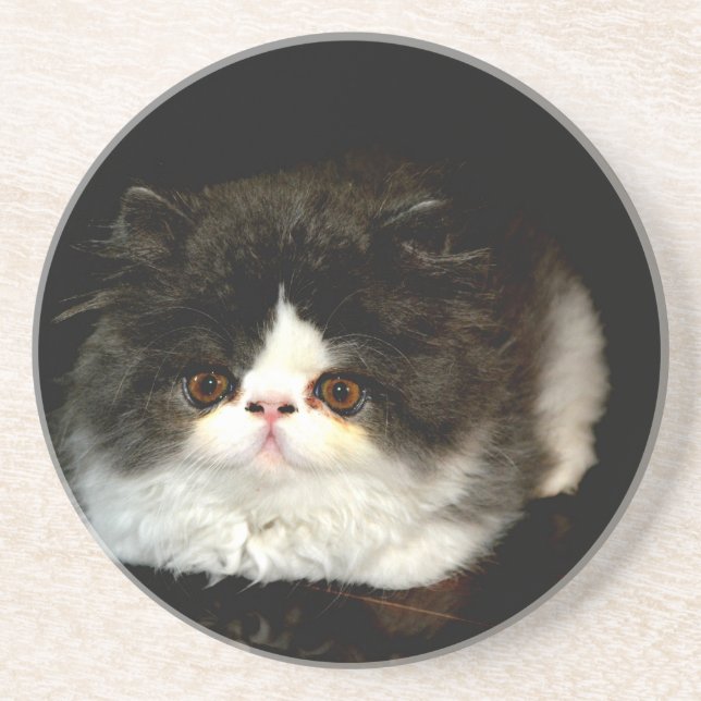 Posavasos Gatito de gatito blanco y negro (Frente)