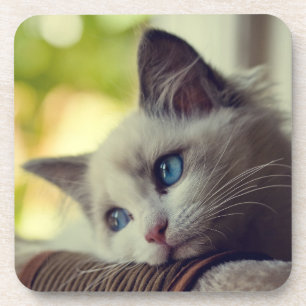 Posavasos Gatito de Ragdoll